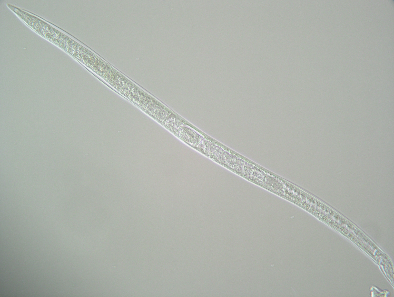 Представитель Семейства Siphonolaimidae